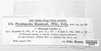 Pseudopeziza ranunculi image